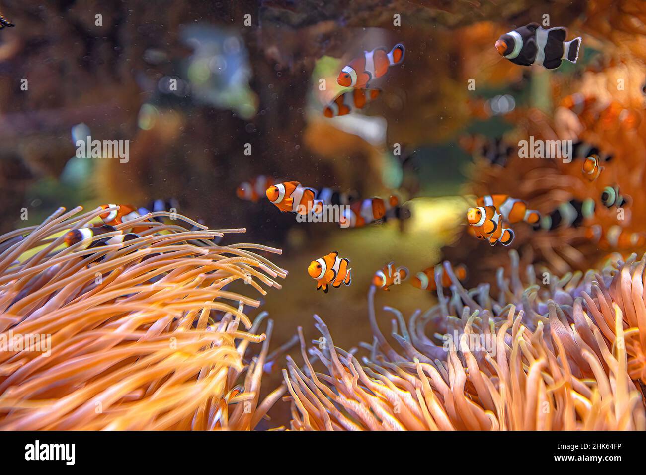 Orange Clown Fishes and Saddleback anemonefish of sea aquarium with anemone in coral reef. Amphiprion ocellaris species living in Eastern Indian Ocean Stock Photo