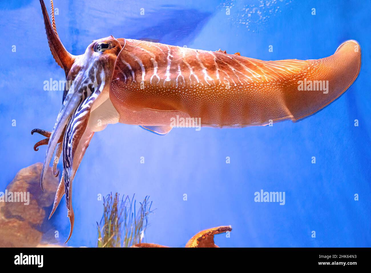 Close up of a Common cuttlefish in an aquarium on blue background. Sepia officinalis species living in the Mediterranean Sea, North Sea, and Baltic Stock Photo