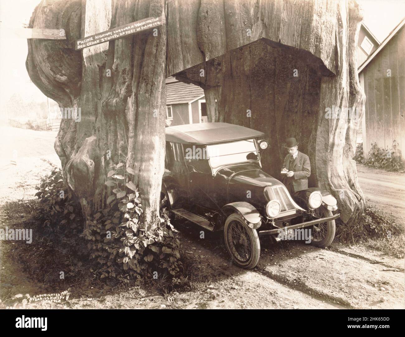Darius Kinsey - Pacific Highway through a Washington red cedar stump, 20 feet in diameter - man and automobile in tunnel of giant tree stump - 1920. Stock Photo