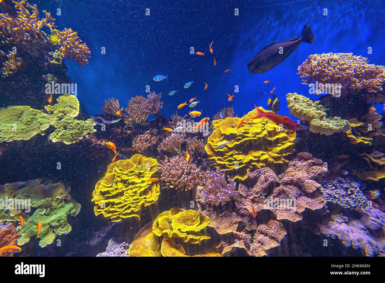 Aquarium surgeonfishes. Sea Goldie, Arabian angelfish and Raccoon Butterflyfish. Lyretail anthias, Anthias and Vlamingi tang or Naso vlamingii Stock Photo