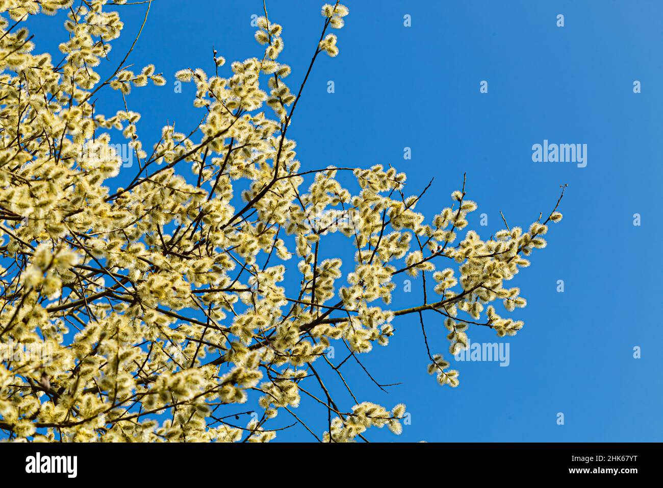 blossoming blooming blooming   catkin or ament on a branch of a spring tree against a blue sky Stock Photo