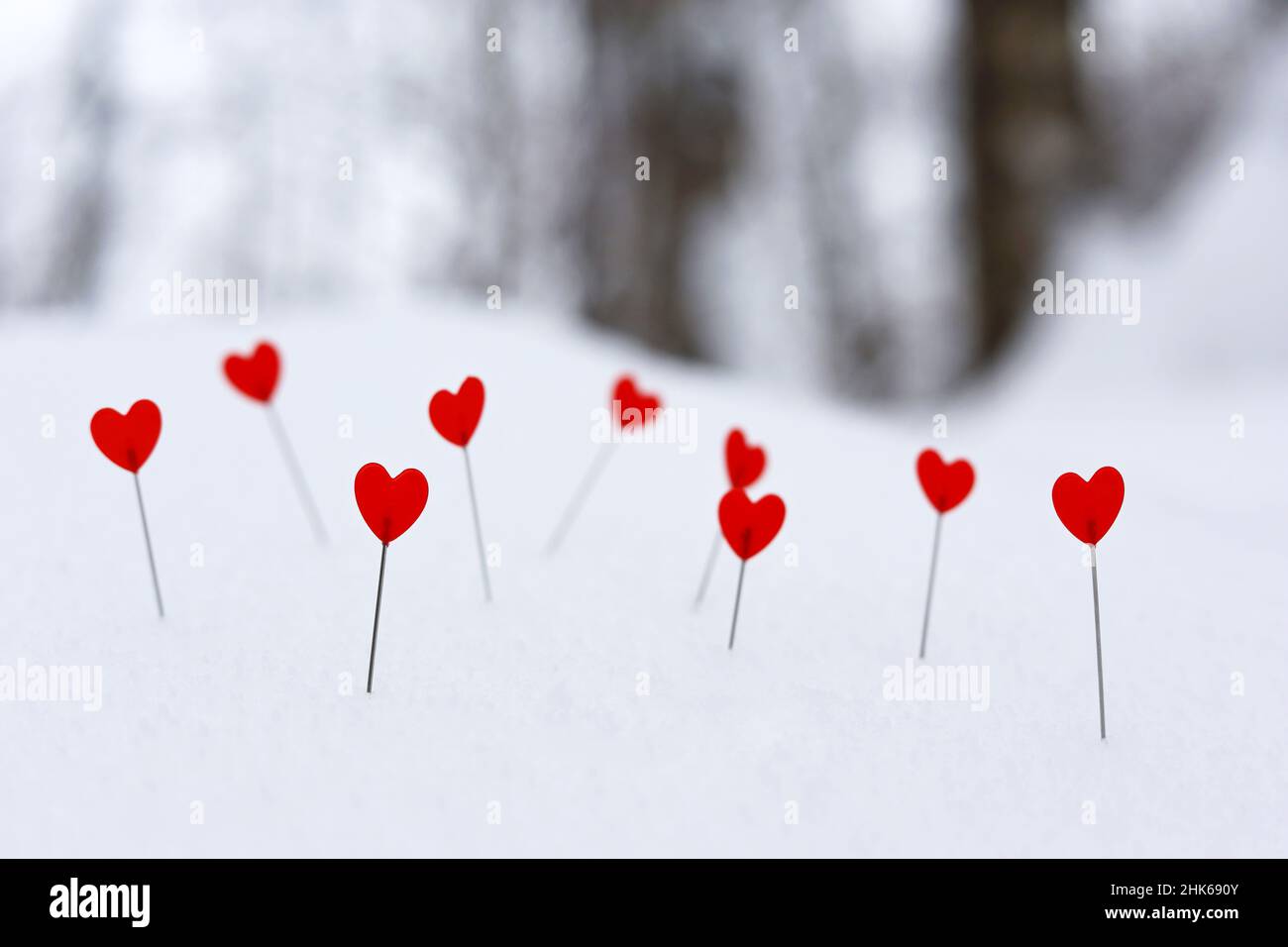 Love hearts on a snow hill slope on winter forest background. Greeting card, romantic Valentine's day Stock Photo