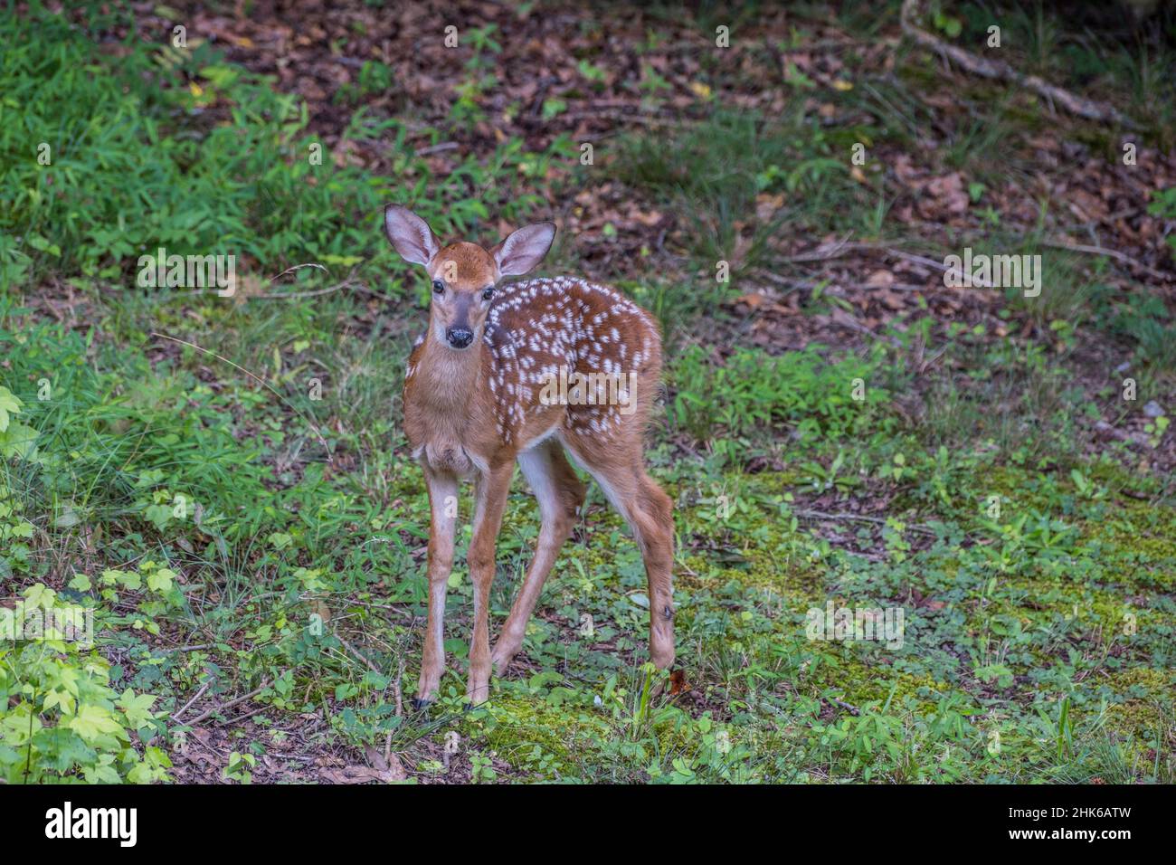 A young deer fawn posing while watching very still tall with lots of
