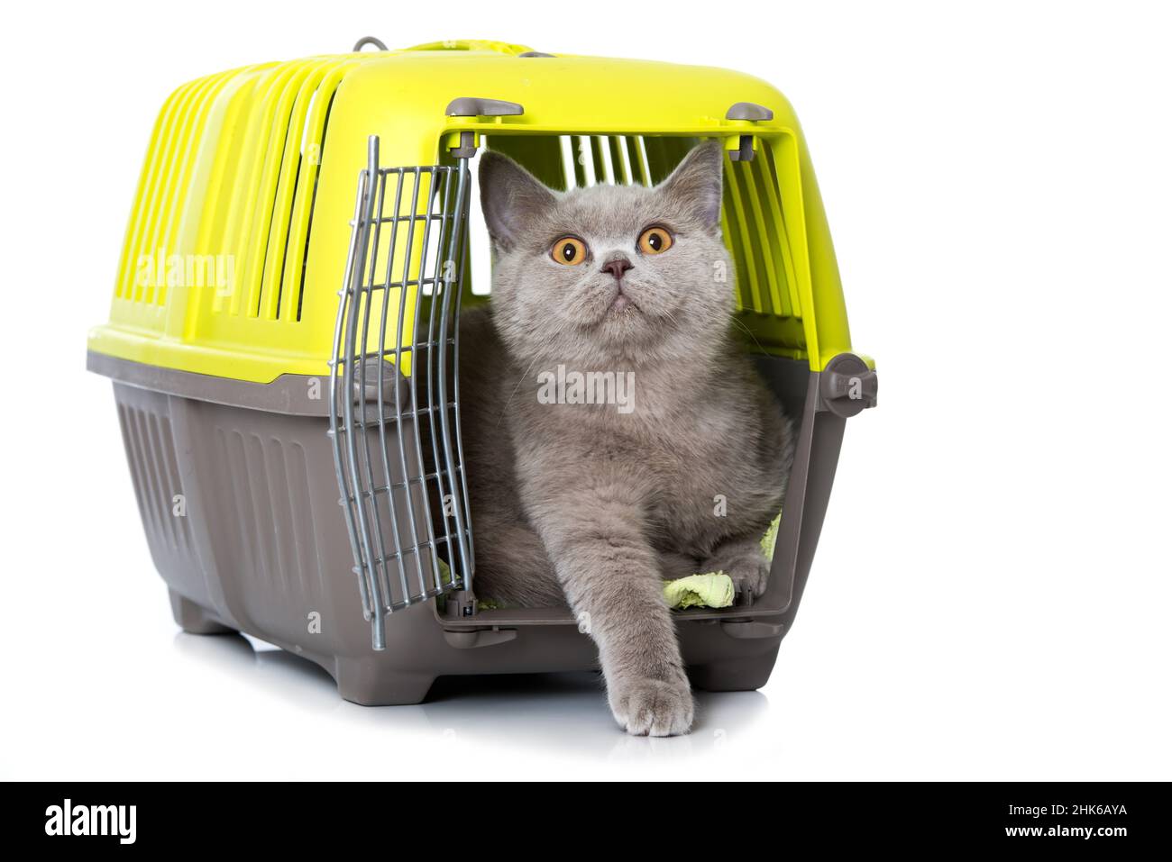 British shorthair cat in a transport box Stock Photo Alamy