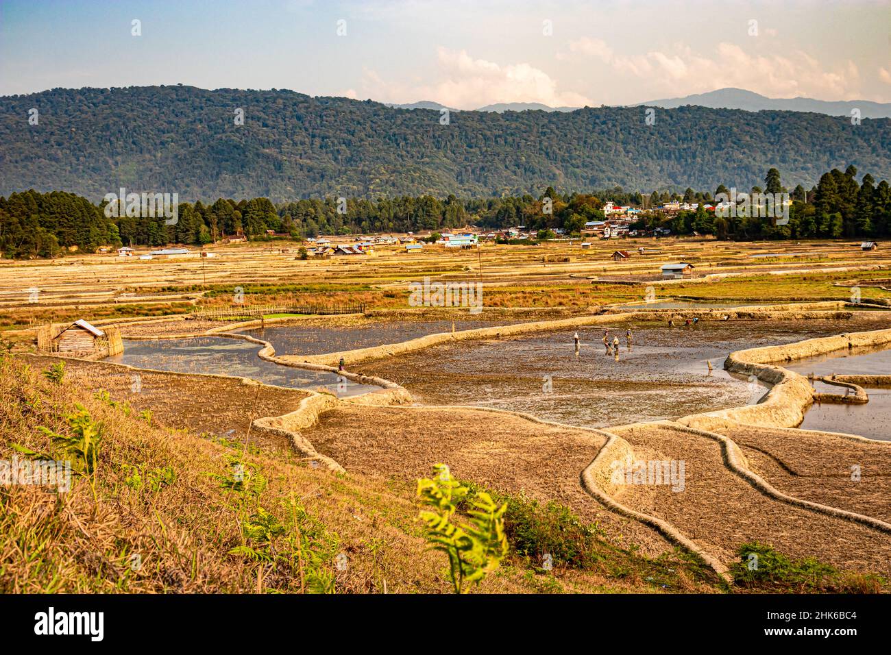 countryside tarnish framing rice field with flat sky at morning image