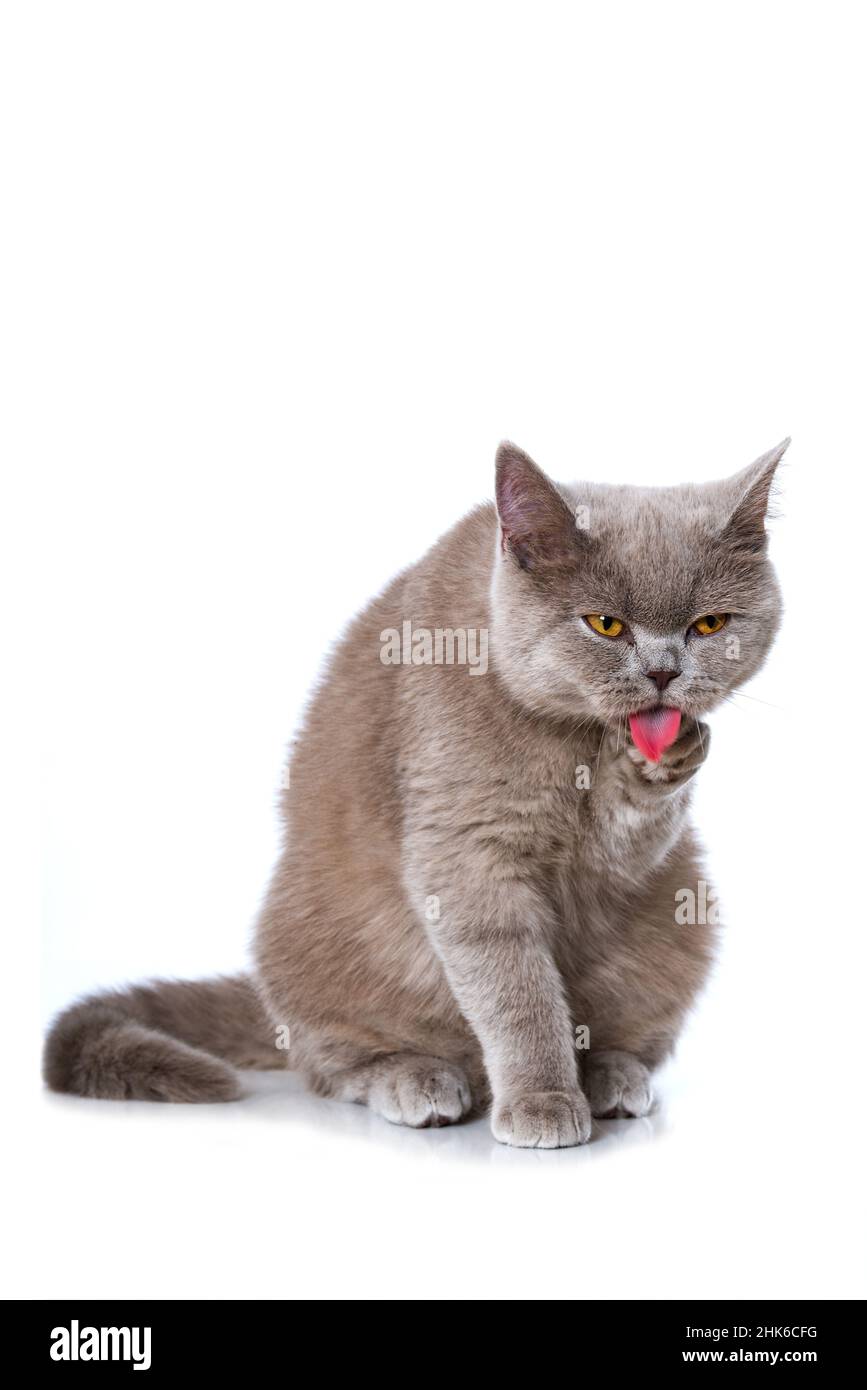 British shorthair cat grooming itself Stock Photo - Alamy