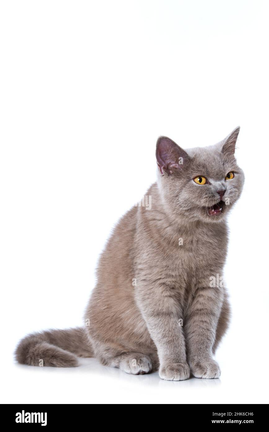 British shorthair cat crying Stock Photo