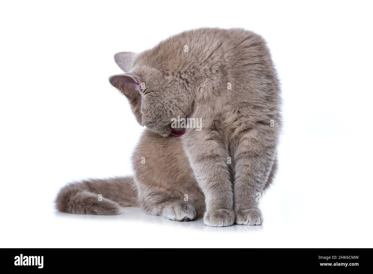 British shorthair cat grooming itself Stock Photo Alamy