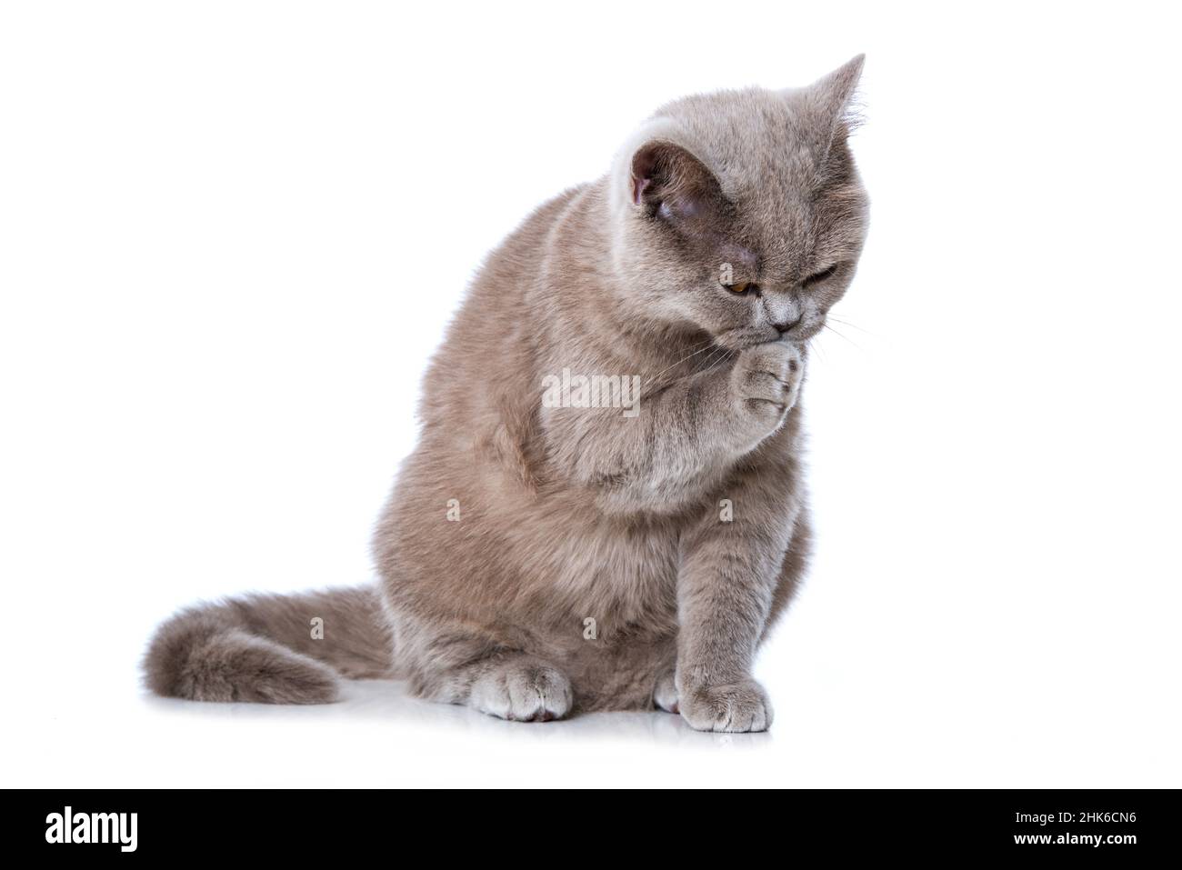 British shorthair cat grooming itself Stock Photo Alamy