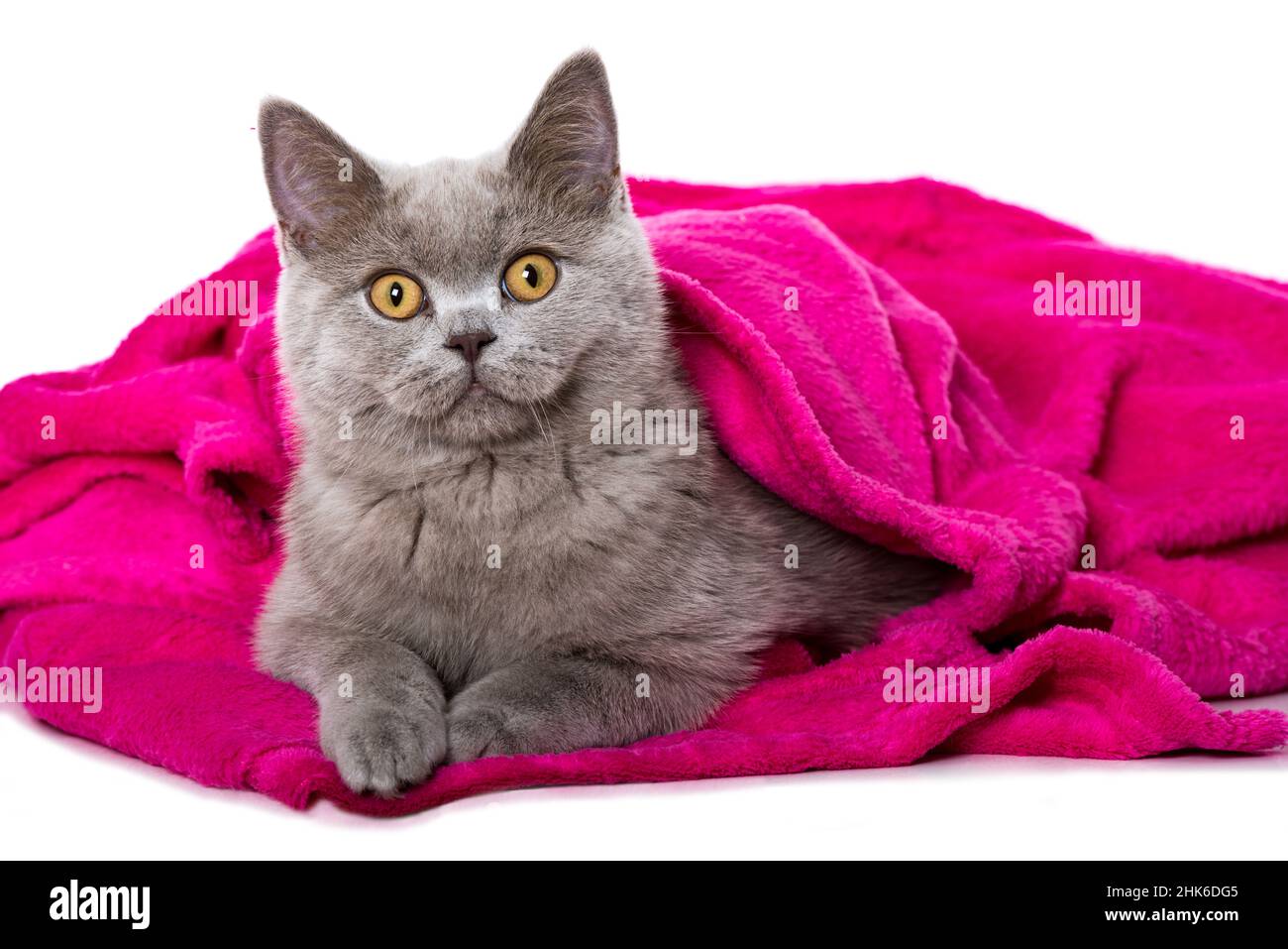 Cute young cat with a pink blanket Stock Photo - Alamy