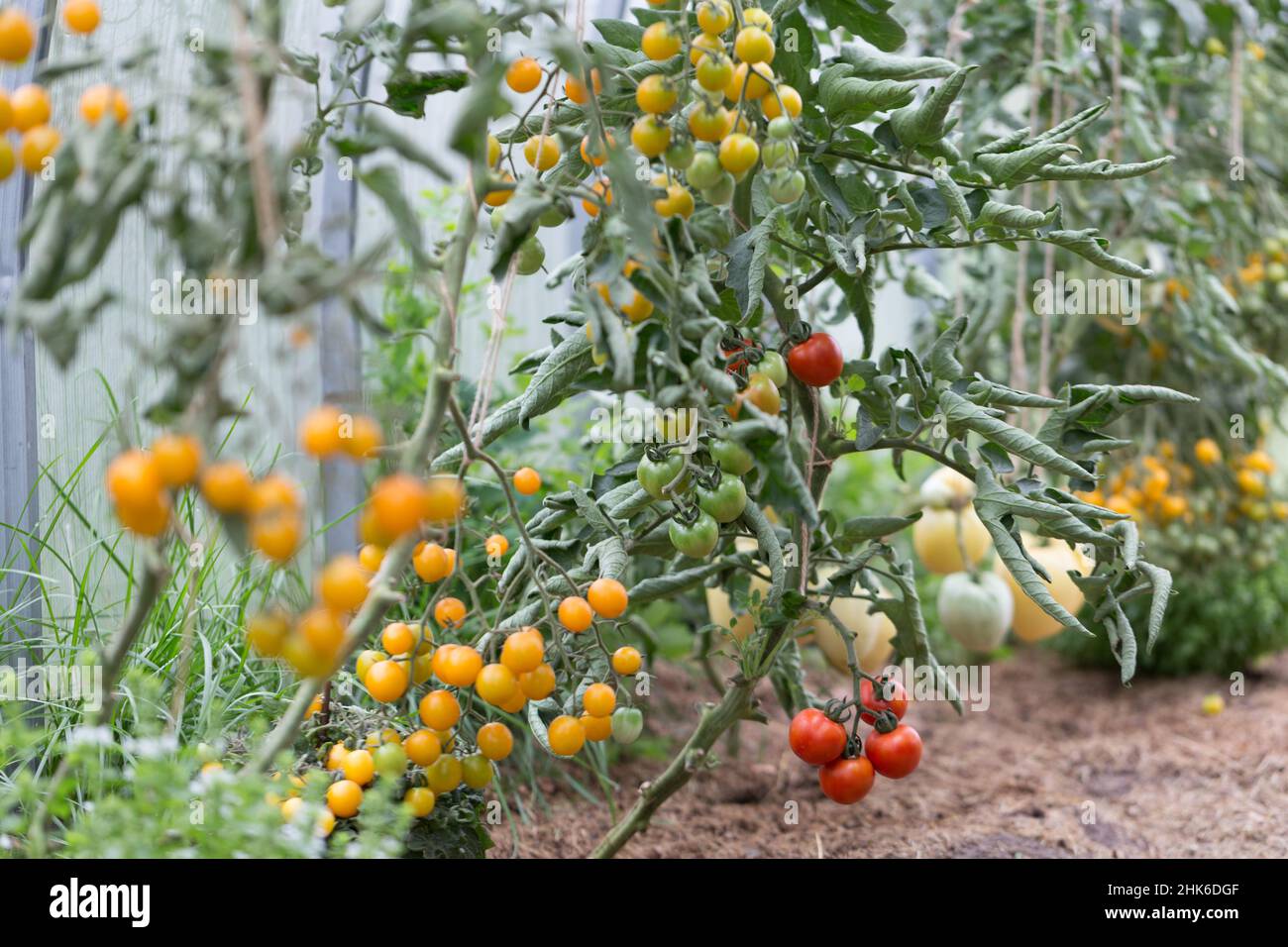 Yellow and red tomatoes of varying ripeness grow in a polycarbonate ...