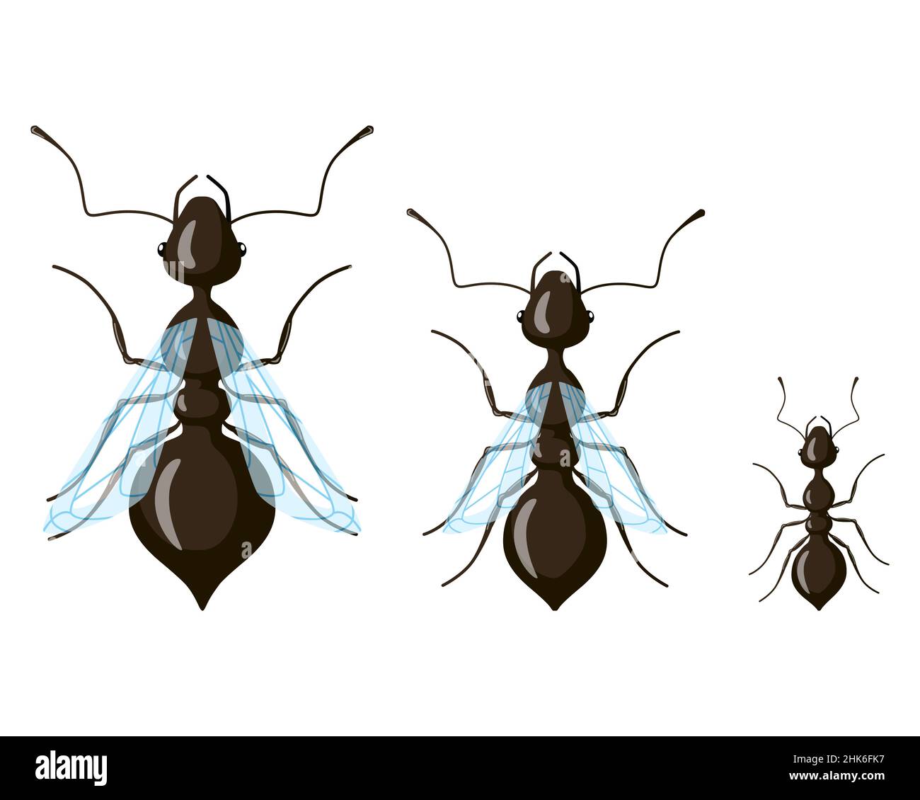 Queen, male, worker ant isolated on white background. Class distribution of insects. Vector illustration. Stock Vector