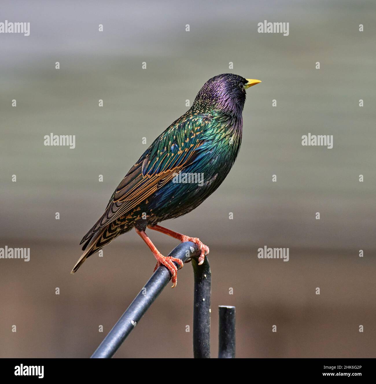 Close up of a Common Starling with beautiful colors. The plumage is iridescent black, glossed purple or green, and spangled with white,in winter. Stock Photo