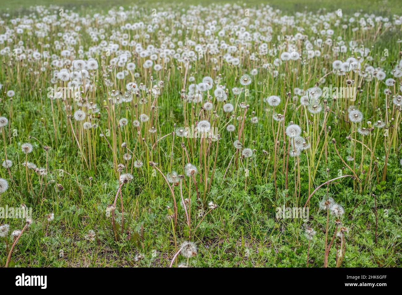 Dandelions gone to seed in a field. Stock Photo