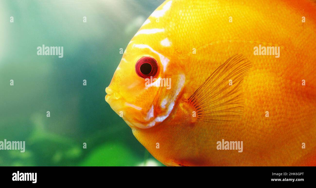 The face of the red discus. Shot of a red discus in a freshwater fish tank. Stock Photo