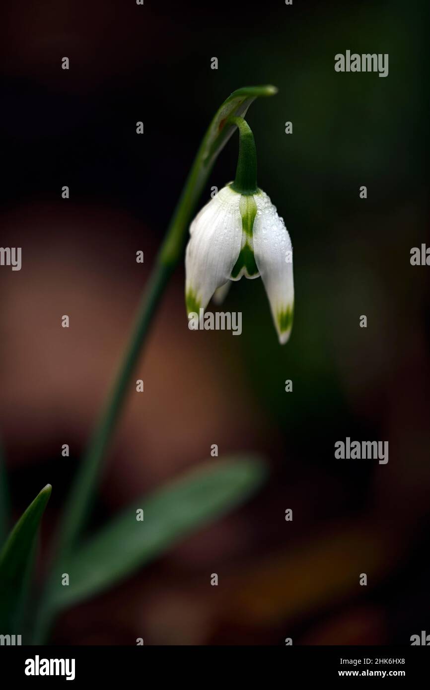 Galanthus Franz Josef,double,virescent snowdrops,snowdrop,snowdrops,spring,flower,flowers,flowering,white,green marking,markings,marked,mark,spring fl Stock Photo