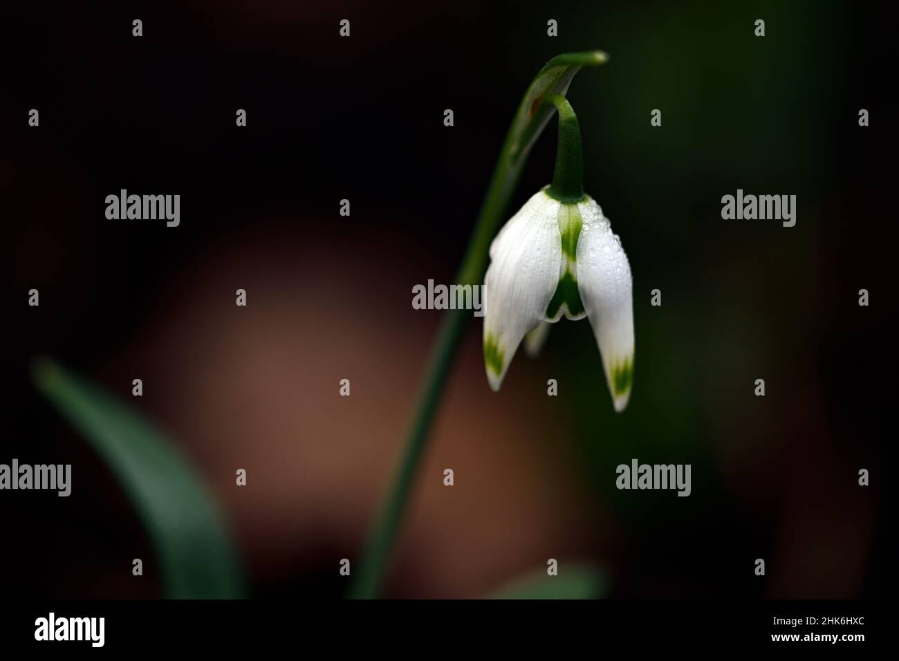 Galanthus Franz Josef,double,virescent snowdrops,snowdrop,snowdrops,spring,flower,flowers,flowering,white,green marking,markings,marked,mark,spring fl Stock Photo