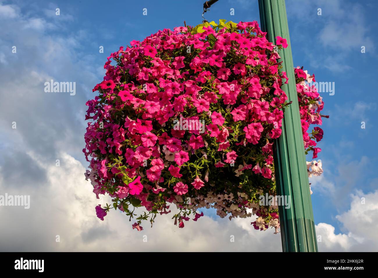 Town's hanging basket of pink petunias hanging from a lamppost in St. Croix Falls, Wisconsin USA. Stock Photo
