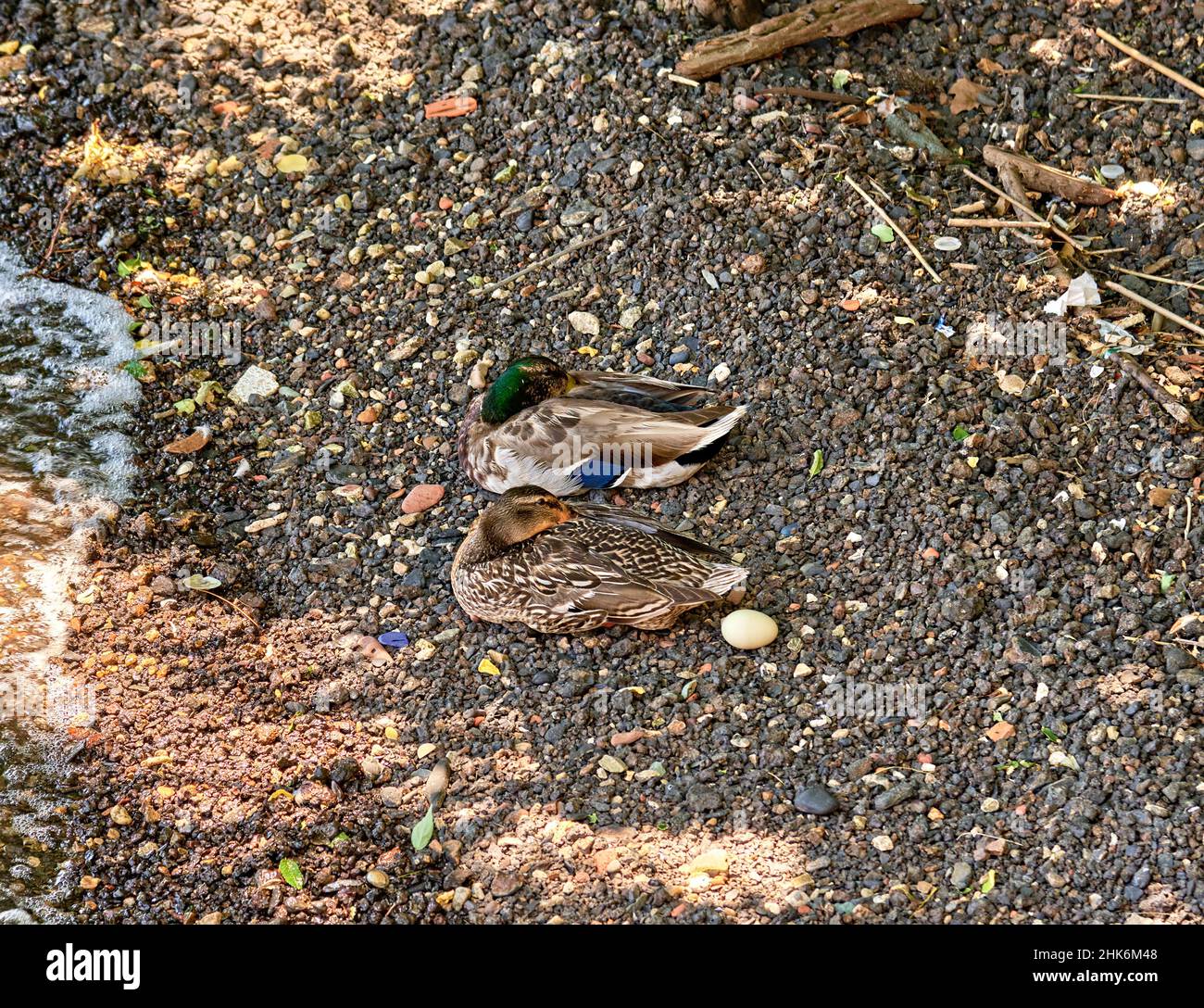 Male Mallard and Female sleeping or resting at the water's edge. Both guarding their baby's egg. Stock Photo