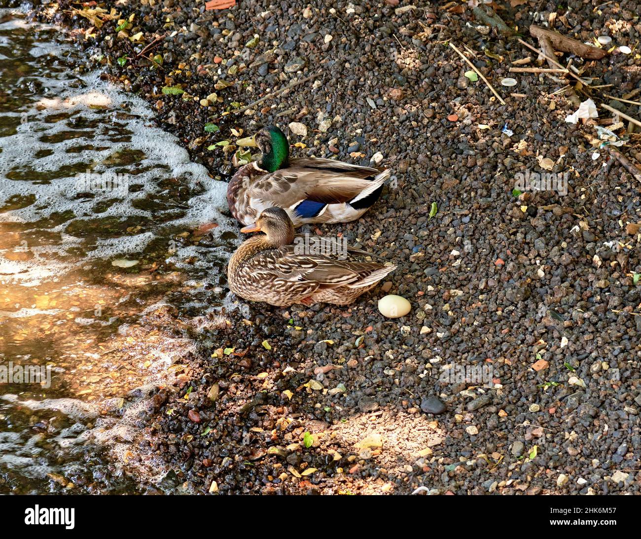 Male Mallard and Female at the water's edge. Both guarding their baby's egg. Stock Photo