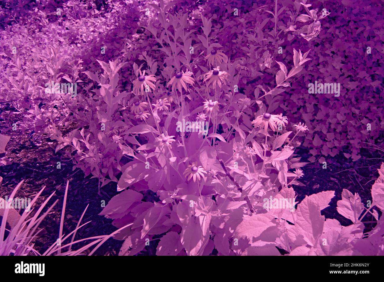 A Black Eyed Susan flower garden. This photo was photographed in Infrared to make the flowers appear purple. Stock Photo