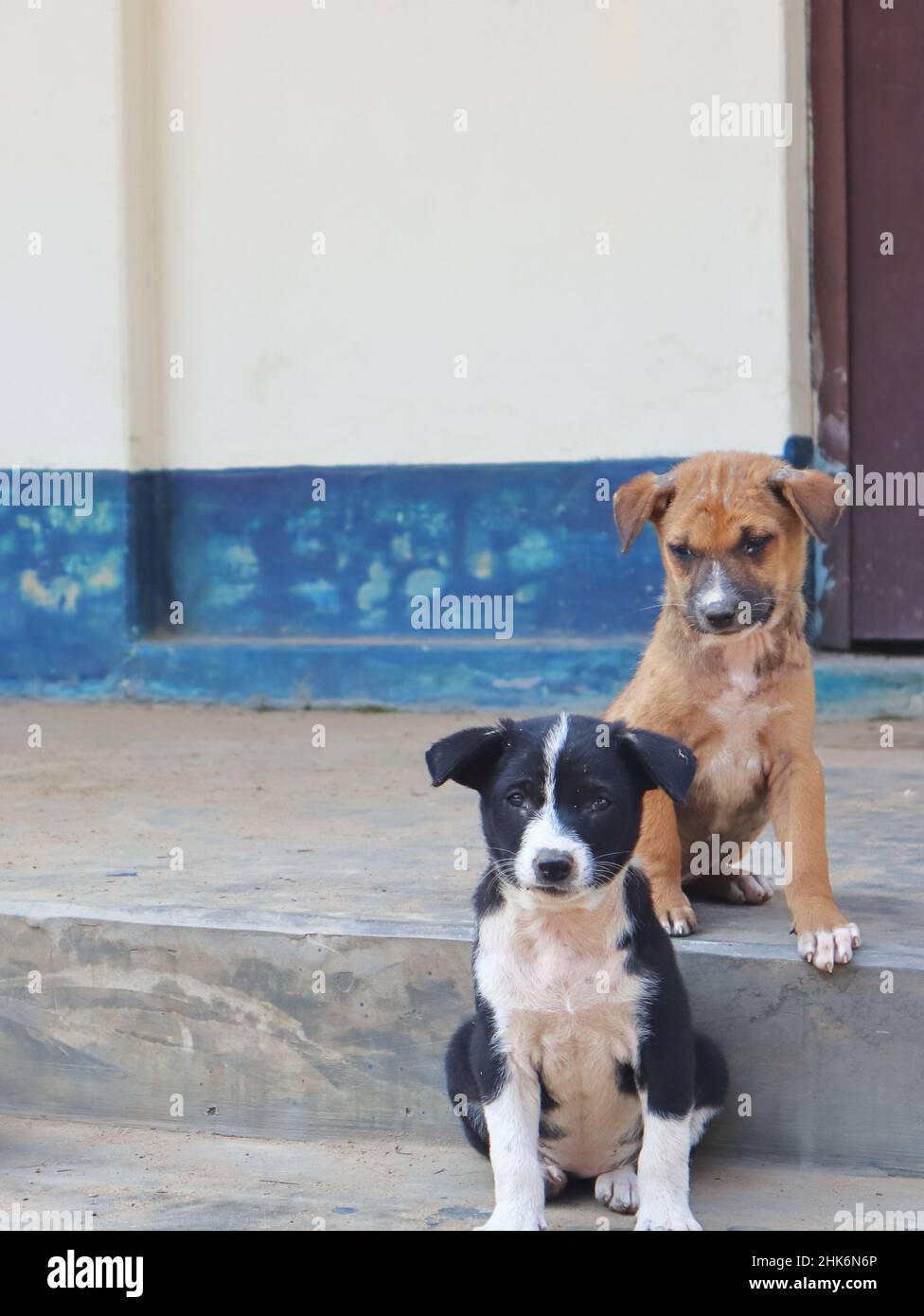 A Unhealthy dog seating on the ground Stock Photo Alamy