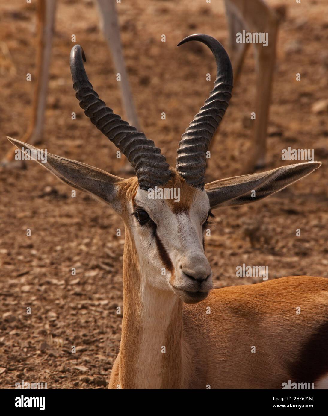 Springbok (Antidorcas marsupialis)  5000 Stock Photo