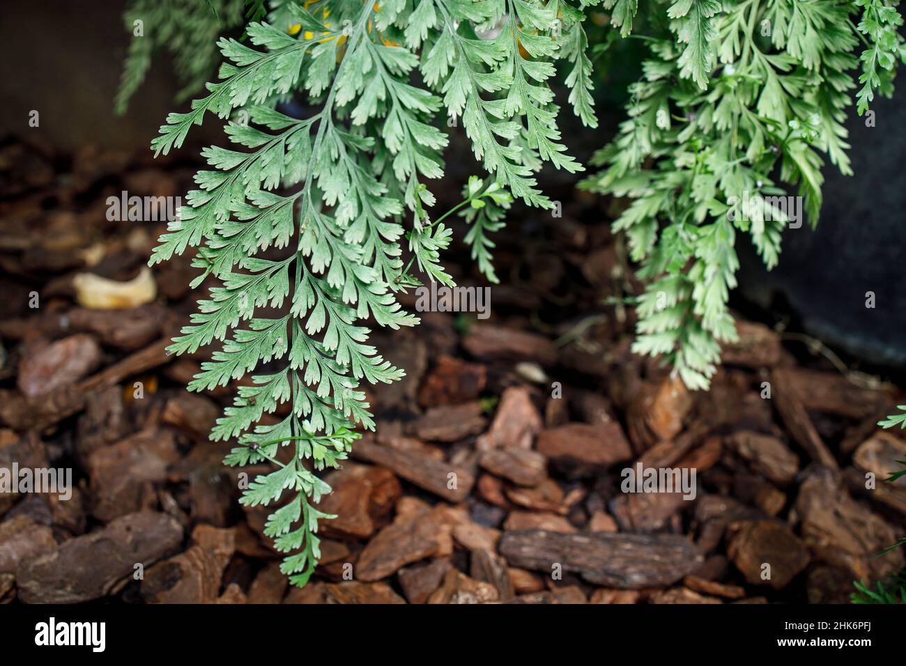 Zealandia pustulata, synonym Microsorum pustulatum, is a species of fern within the family Polypodiaceae Stock Photo