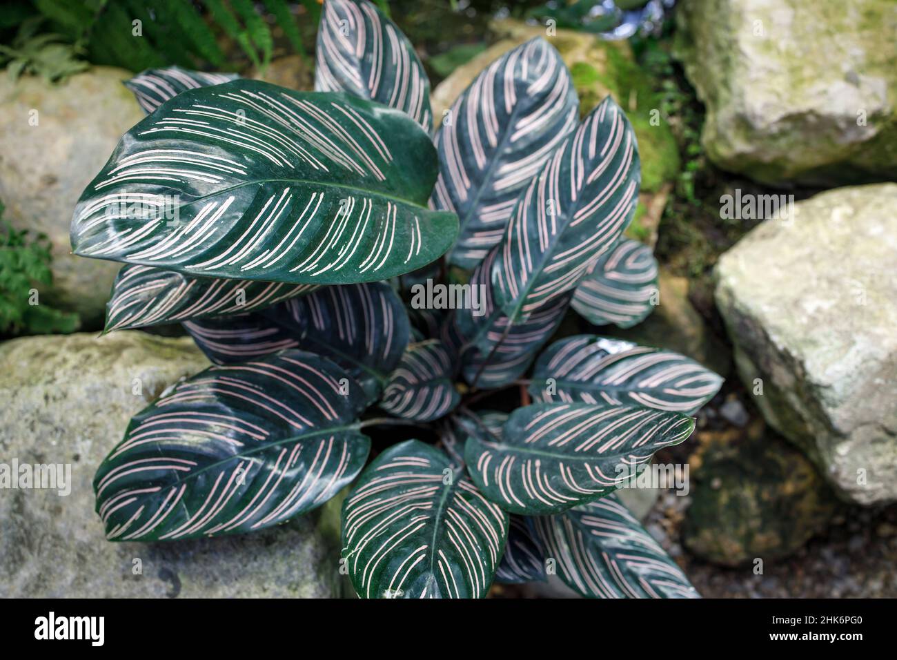 The Peacock plant, also known as Calathea ornata, is a beautiful
