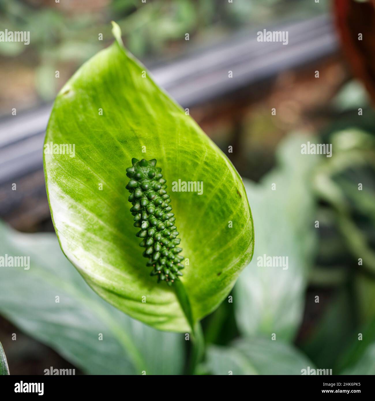 Spathiphyllum is a genus of about 47 species of monocotyledonous flowering plants in the family Araceae, native to tropical regions of the Americas Stock Photo