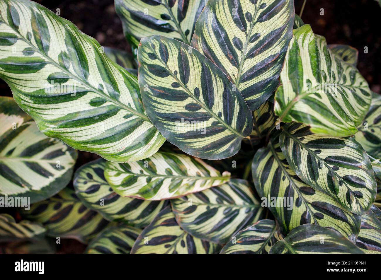 The Peacock plant, also known as Calathea makoyana, is a beautiful tropical houseplant, famed for its beautiful, contrasting green and purplish-red le Stock Photo
