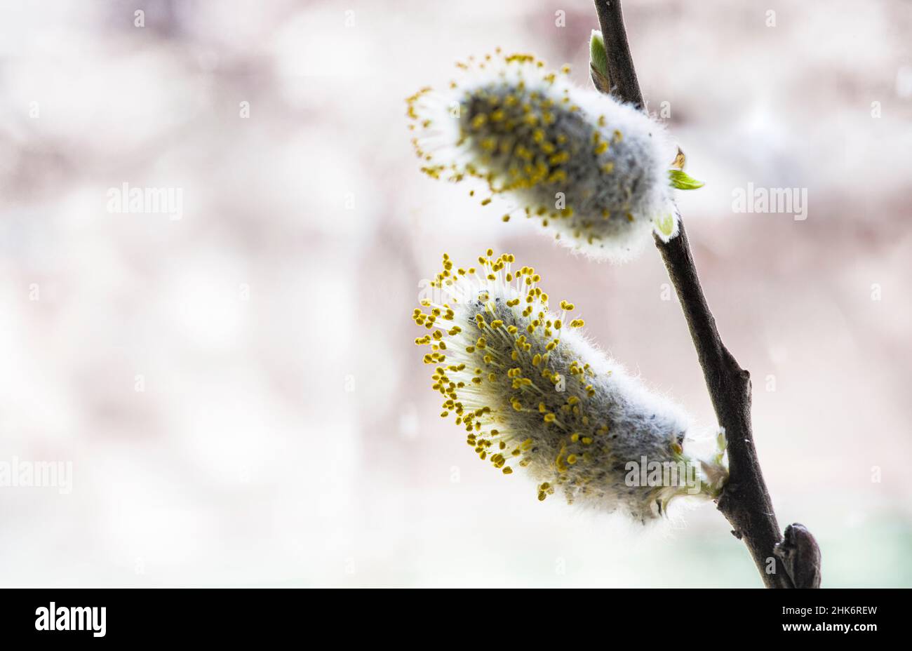 Willow flowers in the early  spring time Stock Photo