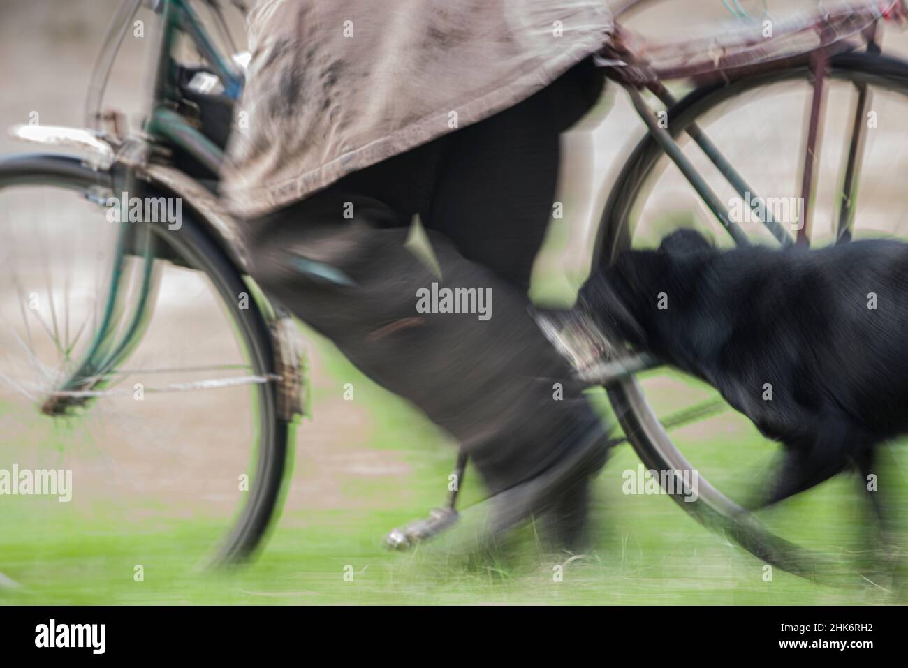 An aged man, having a bicycle riding in a meadow, with his dog Stock Photo