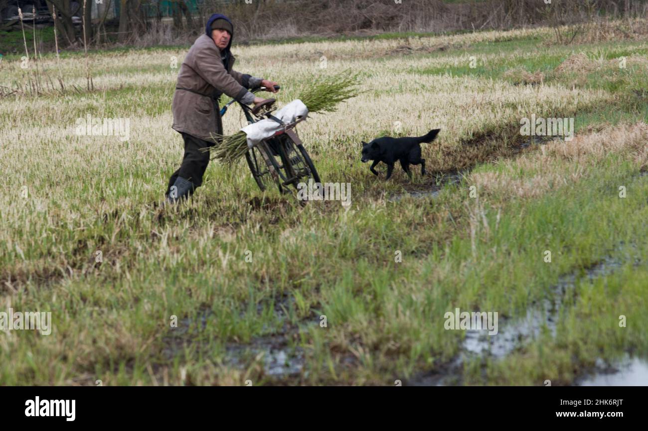 An aged man, having a bicycle riding on a meadow, with his dog Stock Photo