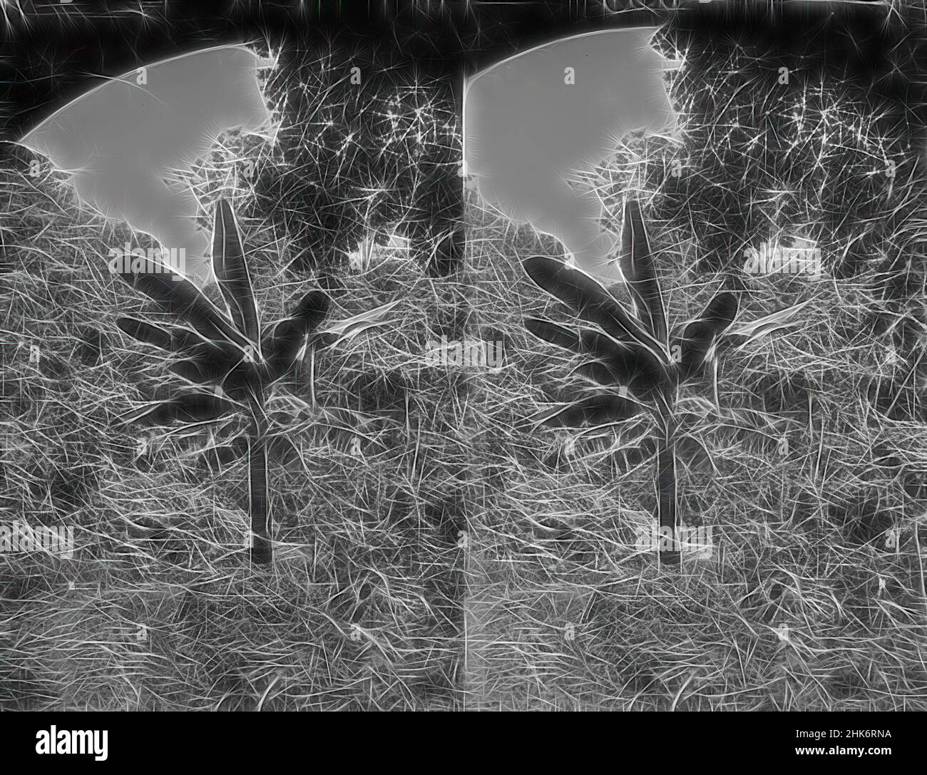 Coral islands cutting sugar cane mango fiji hires stock photography
