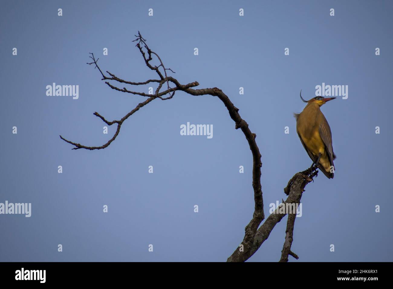Silhouette bird barbed wire hi-res stock photography and images - Alamy