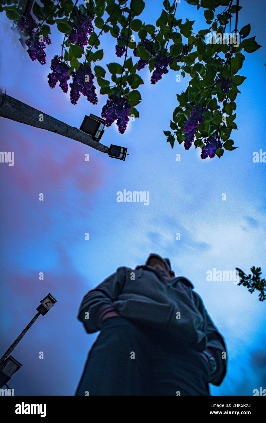 A man, viewing the spring sky, with lilac blooming and starling houses Stock Photo