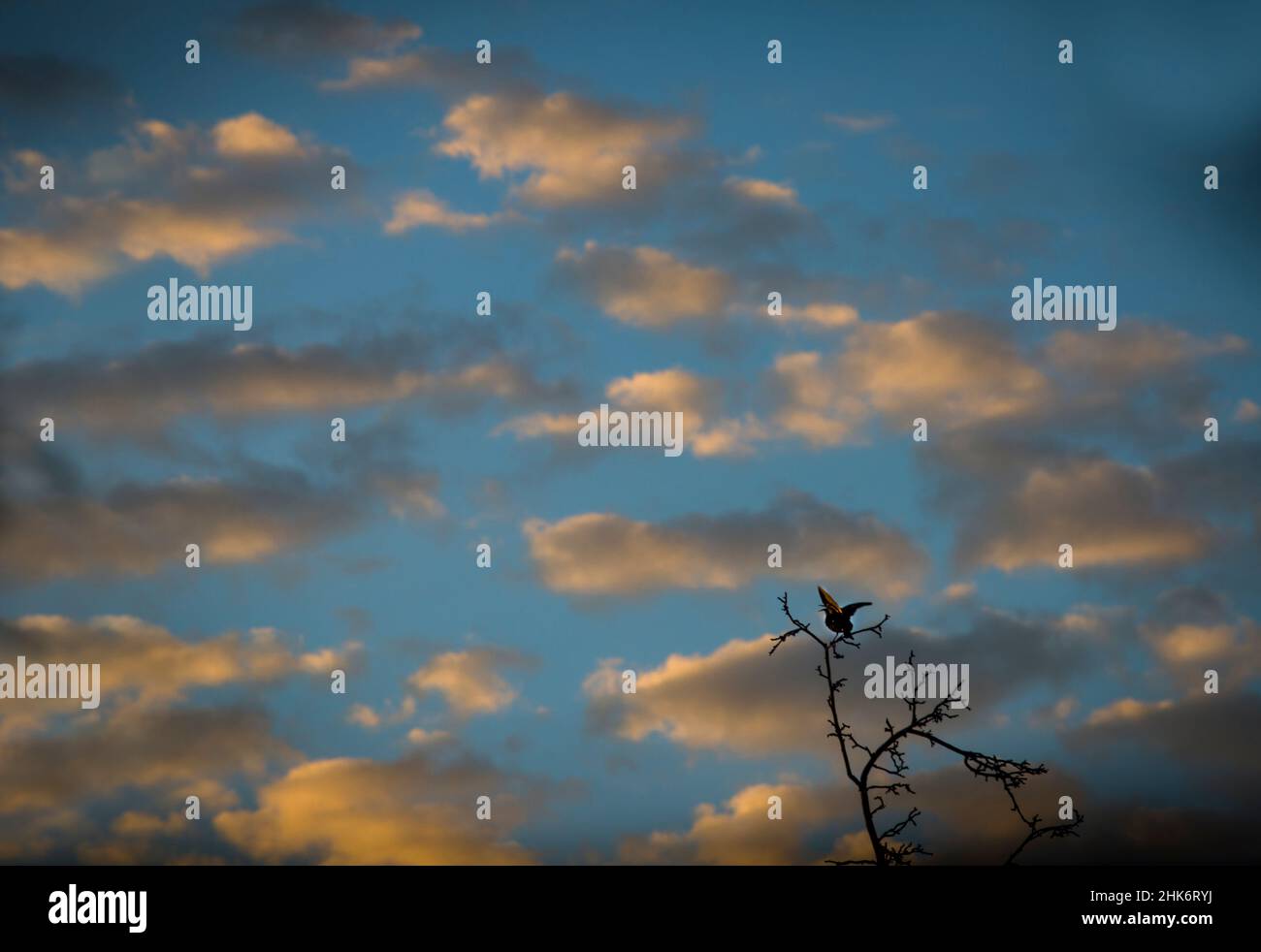 A starling, singing on the treetop, with a view of sunset clouds Stock Photo