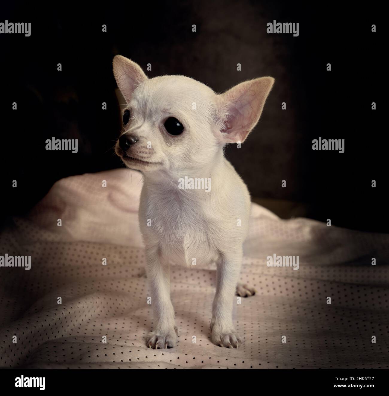Portrait of upset crying chihuahua puppy with black background Stock Photo