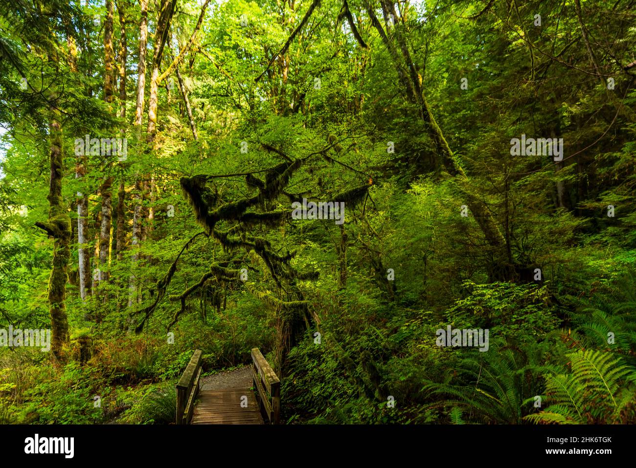 Summer day in the forest with wooden bridge, path and trees covered with green moss Stock Photo