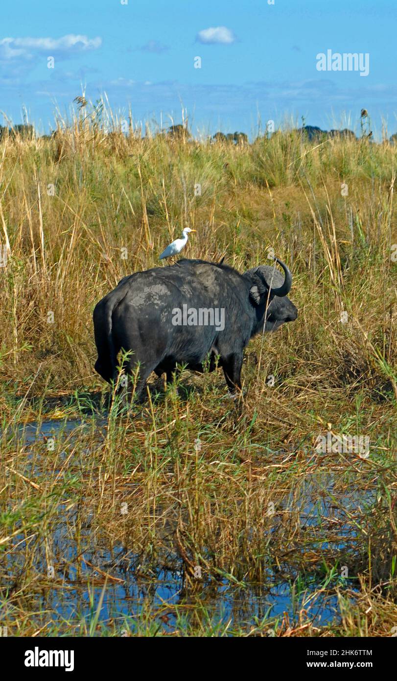 buffalo and bird, Chobe national park, Botswana Stock Photo