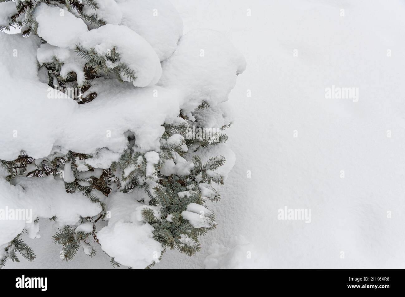 Fir tree under hoarfrost hi-res stock photography and images - Alamy