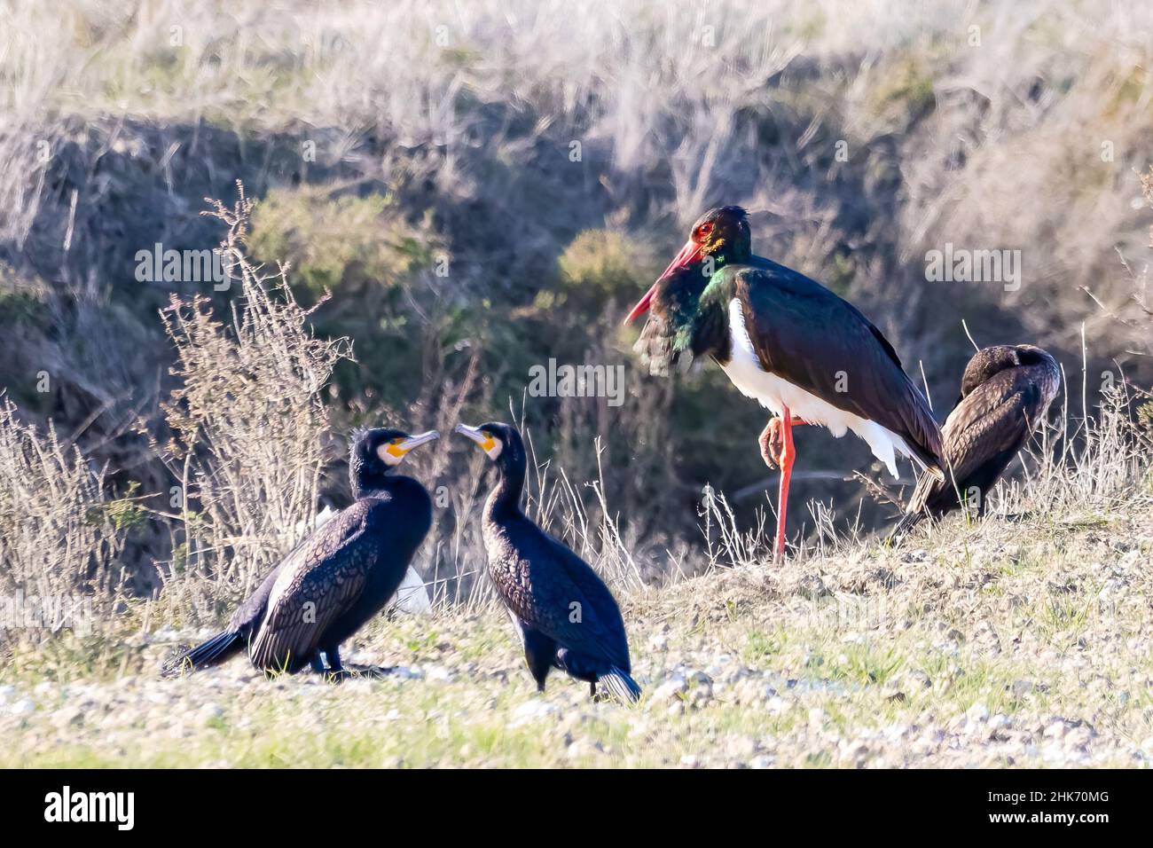 Black Stork (Ciconia nigra) Perched on the ground and surrounded by great cormorants (Phalacrocorax carbo) Stock Photo