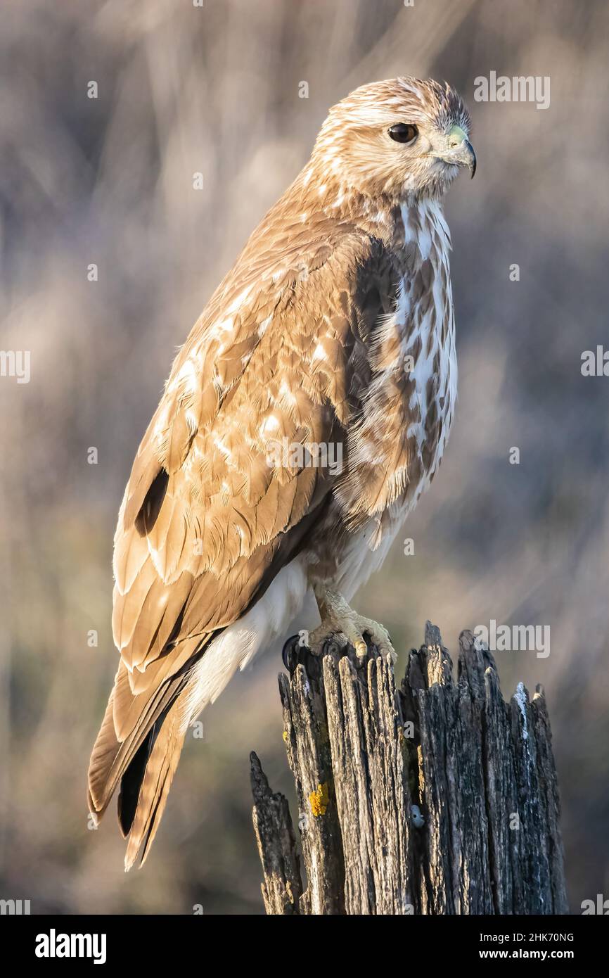 A Common buzzard (Buteo buteo) Perched. It is a medium-to-large bird of prey which has a large range. A member of the genus Buteo, it is a member of t Stock Photo