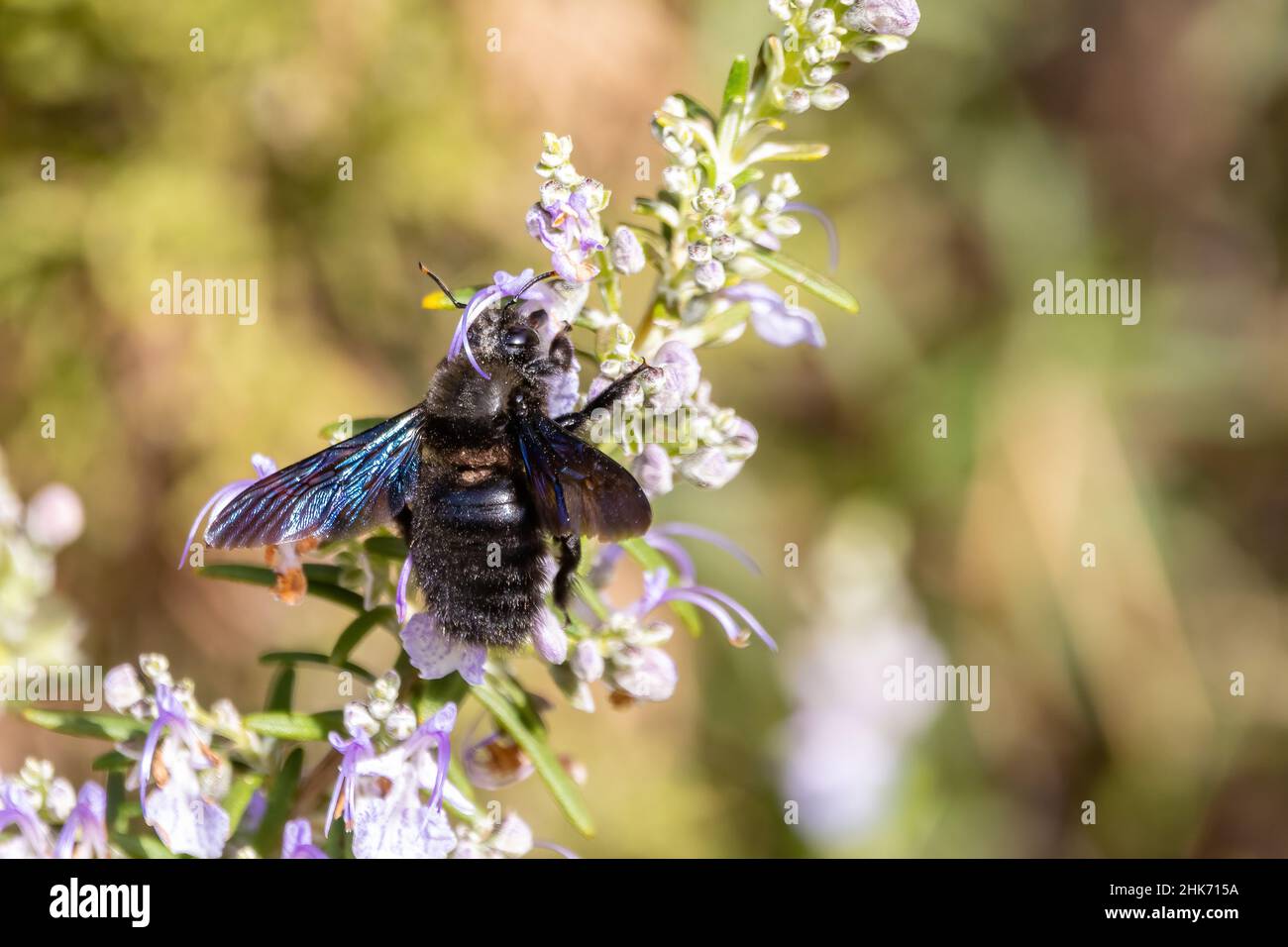 A Xylocopa violacea, the violet carpenter bee sucking a rosemary flower. It is the common European species of carpenter bee, and one of the largest be Stock Photo