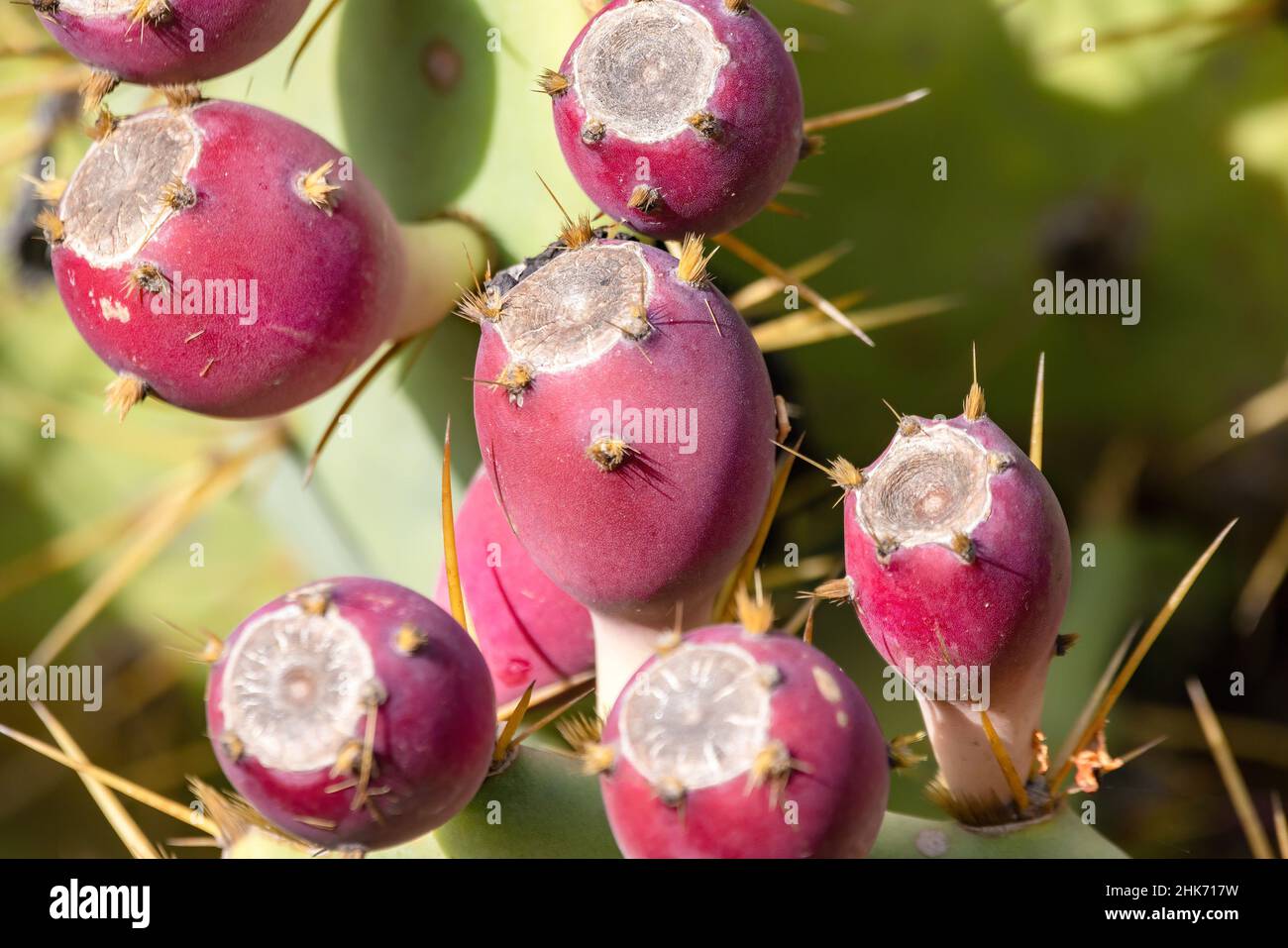 Ripe red fruits of Opuntia cactus, commonly called prickly pear or pear cactus Stock Photo