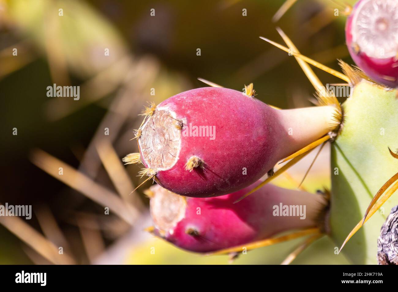 Ripe red fruits of Opuntia cactus, commonly called prickly pear or pear cactus Stock Photo