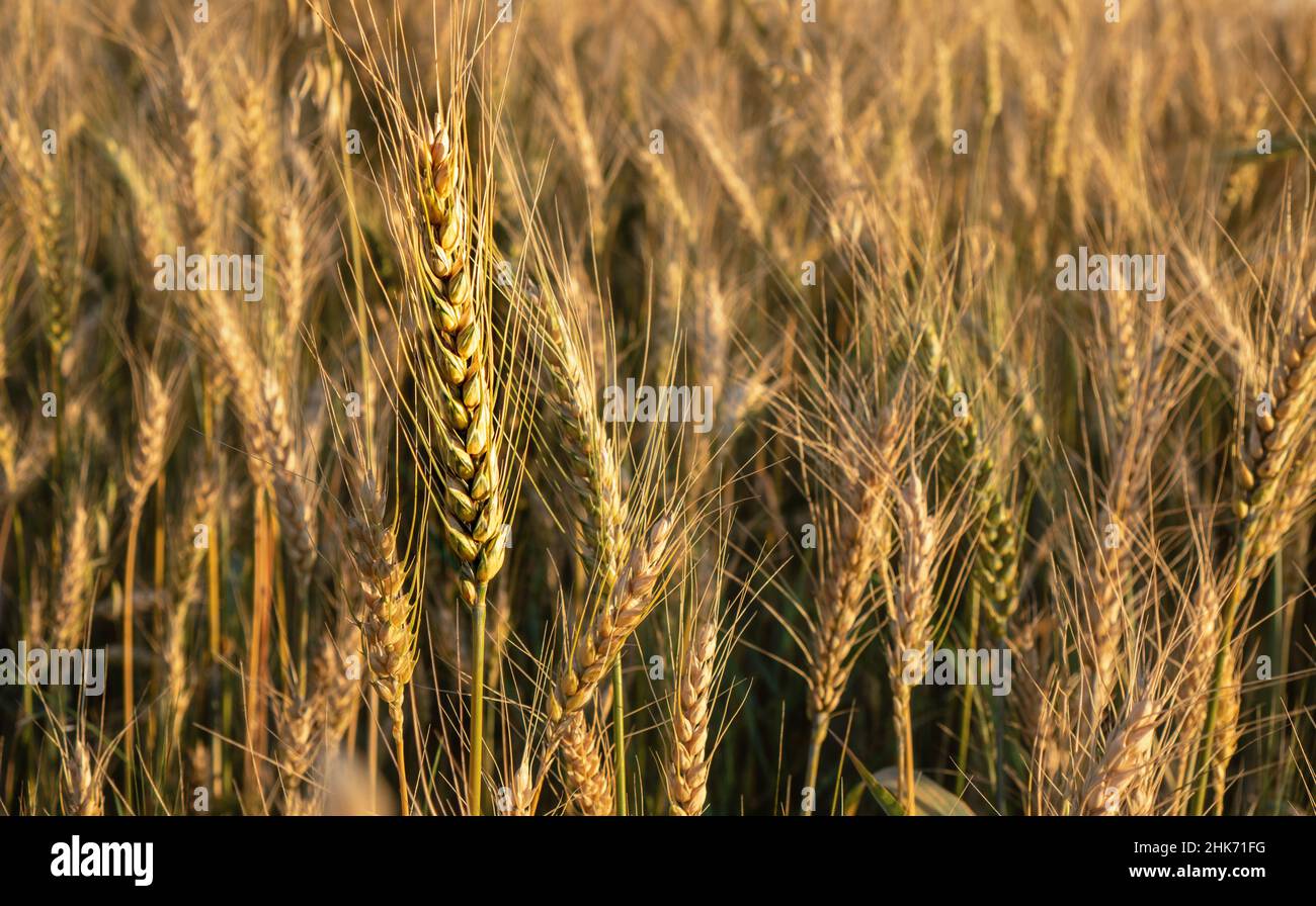 Wheat field. Close up of golden wheat ears. Beautiful rural Nature Sunset Landscape. Background of ripening ears of wheat field. Rich Harvest Concept Stock Photo