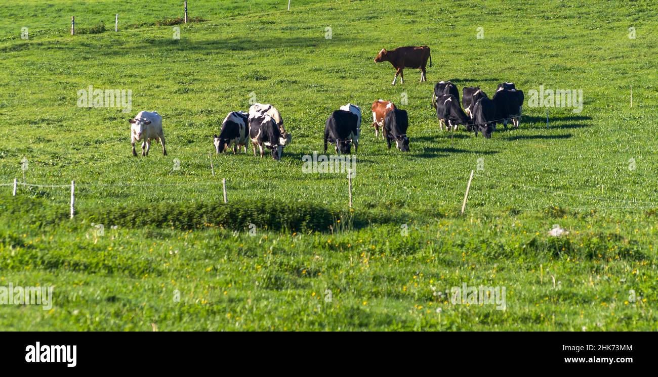 Vacas. Galicia. España Stock Photo