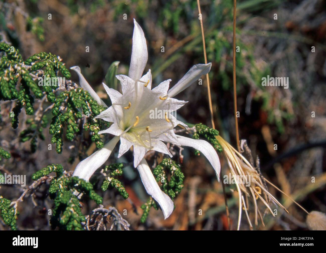 Pancratium maritimum (sea lilium) in Sardinia (scanned from coloslide) Stock Photo